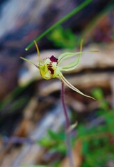 Caladenia parva