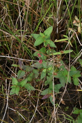 Rhexia virginica