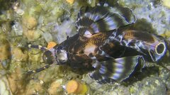 Dendrochirus biocellatus