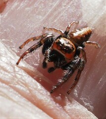 Opisthoncus nigrofemoratus