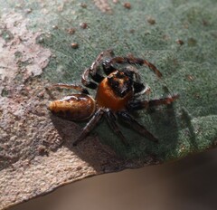 Opisthoncus nigrofemoratus