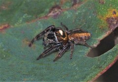 Opisthoncus nigrofemoratus