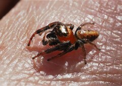 Opisthoncus nigrofemoratus