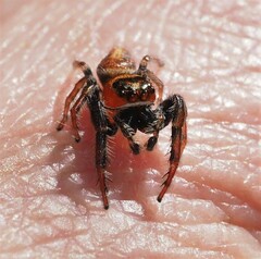 Opisthoncus nigrofemoratus