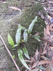 Microsorum pustulatum