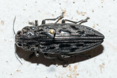 Chalcophora angulicollis