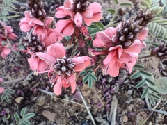 Indigofera sanguinea