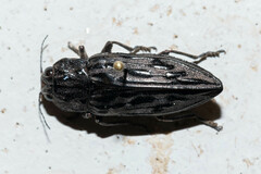 Chalcophora angulicollis