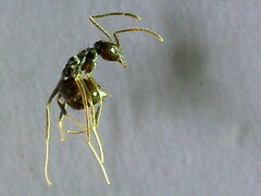 Nylanderia