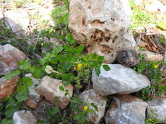 Medicago rugosa