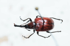 Merhynchites bicolor