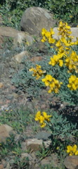 Calobota