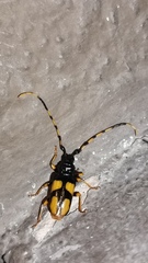 Dendrobias mandibularis