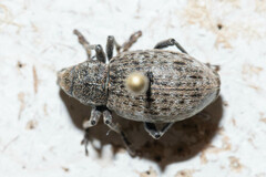 Trichalophus alternatus