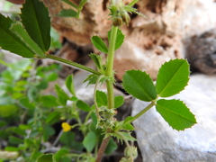 Medicago rugosa
