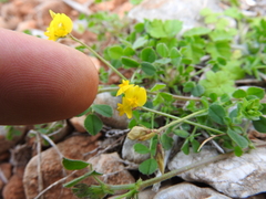Medicago rugosa