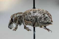 Trichalophus alternatus