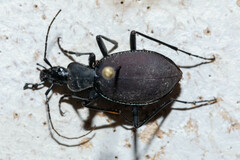 Scaphinotus angusticollis