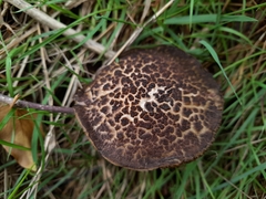 Boletaceae