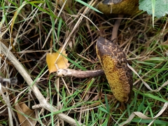 Boletaceae