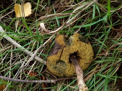 Boletaceae