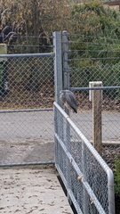 Egretta novaehollandiae novaehollandiae