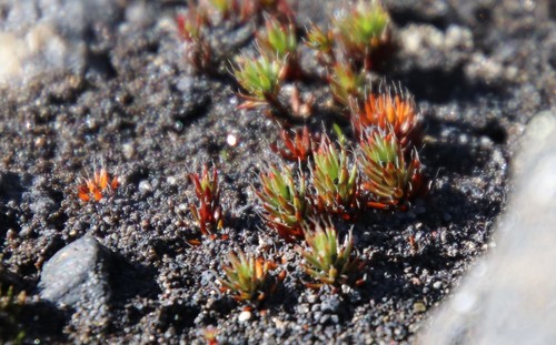 ploník chĺpkatý (Polytrichum piliferum)