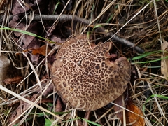 Boletaceae