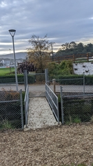 Egretta novaehollandiae novaehollandiae