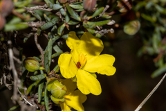 Hibbertia psilocarpa