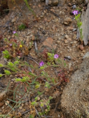 Gilia laciniata