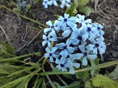 Pentanisia prunelloides