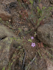 Gilia laciniata