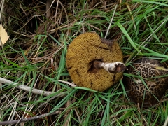 Boletaceae
