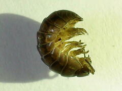 Armadillidium vulgare