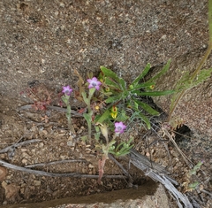 Gilia laciniata