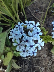 Pentanisia prunelloides