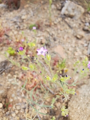 Gilia laciniata