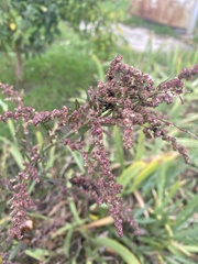 Chenopodium betaceum