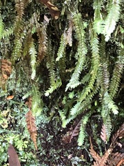 Cyathophorum bulbosum