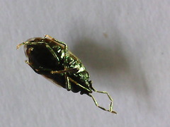 Rhyparochrominae
