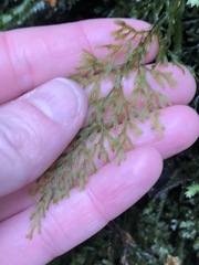 Hymenophyllum australe