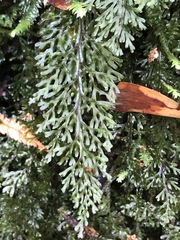 Hymenophyllum australe