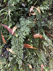 Hymenophyllum australe