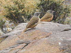 Geocolaptes olivaceus