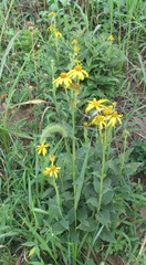 Verbesina helianthoides