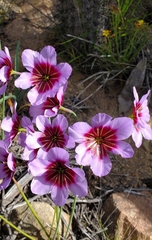 Leucocoryne purpurea