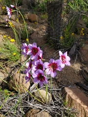 Leucocoryne purpurea