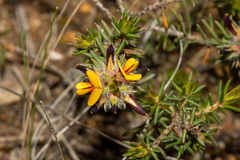 Pultenaea empetrifolia