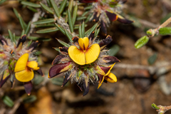 Pultenaea empetrifolia